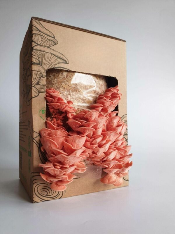 Rožinė kreivabudė - Pink Oyster Mushroom (Pleurotus djamor) Auginimo pakuotė