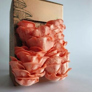 Rožinė kreivabudė - Pink Oyster Mushroom (Pleurotus djamor) Auginimo pakuotė