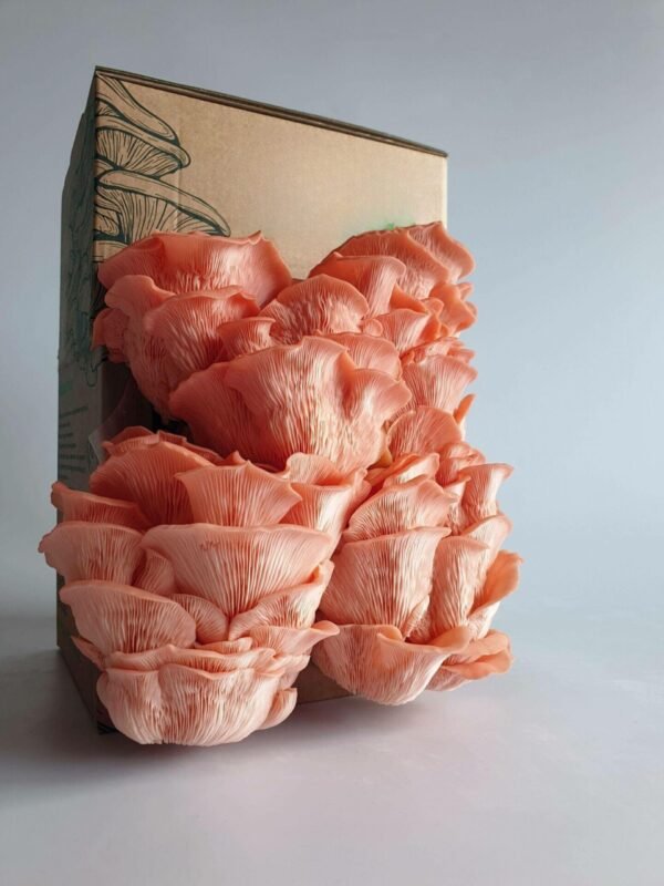 Rožinė kreivabudė - Pink Oyster Mushroom (Pleurotus djamor) Auginimo pakuotė