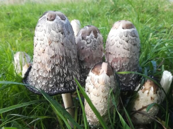 Gauruotasis mėšlagrybis- Shaggy mane (Coprinus comatus)