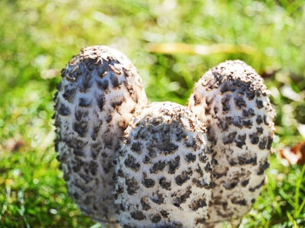 Gauruotasis mėšlagrybis- Shaggy mane (Coprinus comatus)