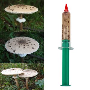 Skėtinė žvynabudė - Parasol Mushroom (Macrolepiota procera)