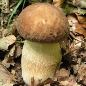 Boletus reticulatus Vasarinis baravykas miško grybai