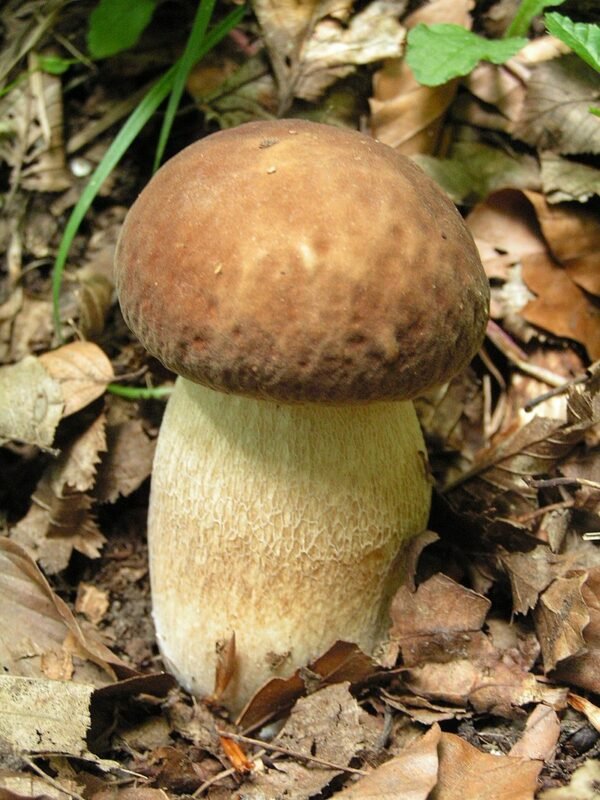 Boletus reticulatus Vasarinis baravykas miško grybai