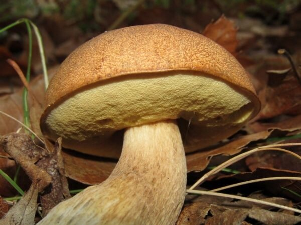 Boletus reticulatus Vasarinis baravykas grybiena grybai