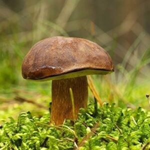 Šilbaravykis rudakepuris aksombaravykis bay bolete