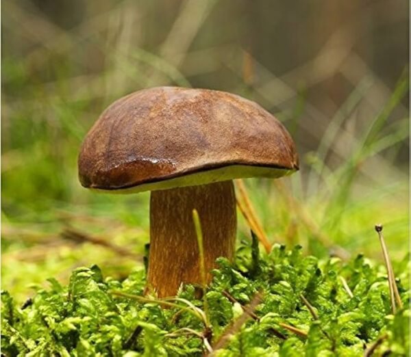 Šilbaravykis rudakepuris aksombaravykis bay bolete