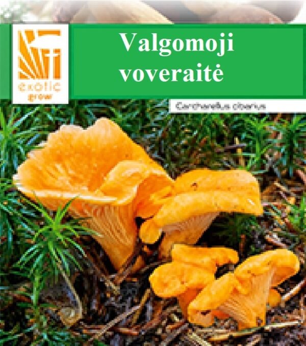 Valgomosios voveraitės Grybai grybiena Cantharellus cibarius