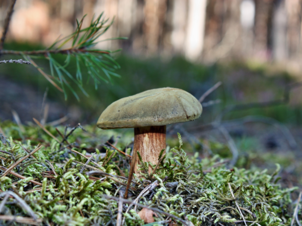 Suede Bolete Žalsvasis aksombaravykis