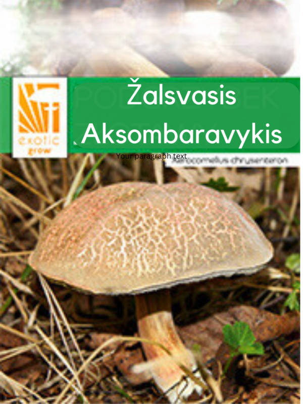 Žalsvasis aksombaravykis – Suede Bolete Xerocomus subtomentosus auginimas grybiena