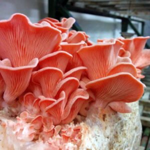 Rožinė kreivabudė - Pink Oyster Mushroom (Pleurotus djamor) Auginimo pakuotė