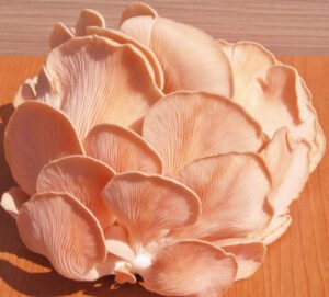 Rožinė kreivabudė - Pink Oyster Mushroom (Pleurotus djamor) Auginimo pakuotė