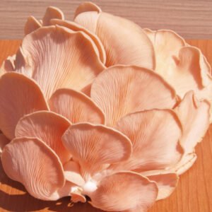 Rožinė kreivabudė - Pink Oyster Mushroom (Pleurotus djamor) Auginimo pakuotė